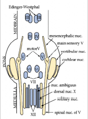 Nucleus Ambiguus - Motor to the muscles in throat

Dorsal Nucleus of the Vagus - Parasympathetics

Solitary Nucleus - Taste & Visceral Sensory

Superior (jugular) Ganglion - cell bodies of sensory afferents from External Auditory Meatus

Inferior 