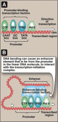 Enhancers bend DNA when they bind to enhancer elements and interact with the TFs