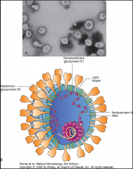 1. What is depicted above?
2. What is its morphology?
3. What is the optimum temperature for it to grow?
4. What makes this clinically distinguishable from Rhinovirus?