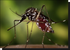 1. What is transmitted by the Aedes Mosquito?

2. What disease causes Black Vomit and how does this happen?

3. What causes Break Bone Fever?

4. What is meant by antibody mediated immune enhancement and what disease is this affiliated with?