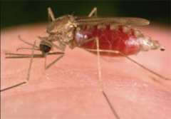 1. Sexual Repro - Anopheles Mosquito

2. Asexual Repro - Humans/Animals