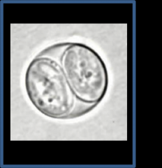 1. Oocysts are ingested (pictured)

2. They mature into Tachyzoites - Responsible for the initial infection and tissue damage - They spread via the blood and lymphatics

3. Tachyzoites from the blood localize in NEURAL AND MUSCLE TISSUE, causing sympt