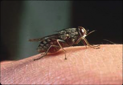 1. West African Sleeping Sickness

2. East African Sleeping Sickness

3. Tsetse Fly (pictured)

4. Surface glycoproteins undergo antigenic variation, so our body will stop recognizing them

5. Blood smears

6a. Acute - Suramin
6b. Chronic - Mel