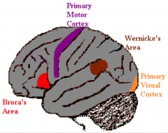 1. Info to the primary visual cortex --> Posterior speech area (including Wenicke's) --> Broca's --> Primary Motor Cortex