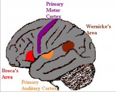 1. Info goes to the Primary Auditory Cortex (temporal Lobe) --> Posterior Speech Area (Wernicke's) --> Broca's --> Primary Motor Cortex