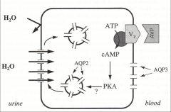 *classic G PRO coupled receptor.
*AQP2= aquaporin 2
*ADH uses AQP2 to move H2O from urine to plasma.