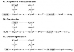 *Desmopressin (desamino, D- arginine vasopressin (DDAVP)
 
*Amine at 1 postiion is removed increasing half life
*L-arginine at position 8 is changed to D-arginine reduicing pressor activity