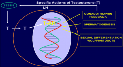 Action of testosterone: