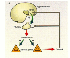 CRH --> Pit --> ACTH --> blood --> adrenal --> cortisol