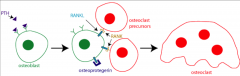 How does PTH Regulate Osteoclast Function?