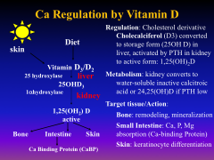 Describe regulation of Ca by Vit D: