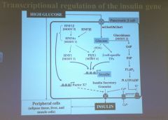 How does glucose regulate insulin transcription?