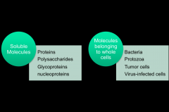Molecules that are recognized and responded to by cells of the immune system.