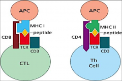 T cells are grouped functionally according to the class of MHC molecules that associate with  the peptide fragments of the protein.

CD8-MHC I
CD4-MHC II