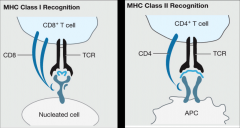 MHC I is expressed on all nucleated cells. Associated with CD8.

MHC II only expressed by APCs. Associated with CD4.
