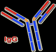 -Gamma (γ) heavy chain

-4 subclasses (IgG1, IgG2a, IgG2b, IgG3, IgG4)

-Most versatile Ig capable of multiple functions.  Role is essential in humoral immunity

*Predominant isotype in the blood (75%)

*Crosses placenta

-Acts as opsonin; activ