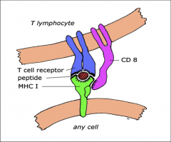 -B cells can export (secrete) their receptors in the form of antibodies, but the TCR stays tightly glued to the cell surface.

-The spectrum of antigens recognized by TCR is MHC restricted!