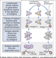 Clonal Selection Principle:

When a pathogen antigen enters the body for the first time, only those B or T lymphocytes bearing receptors specific for that antigen are selected to proliferate. 

As a result, a clone of B or T cells with identical antig