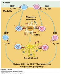 -CD4+ or CD8+ T cells migrate to medulla

-They are then exposed to AIRE+ (autoimmune regulator) medullary thymic epithelial cells (mTEC), which express tissue specific antigens and mediate another round of negative selection. 

-Those that survive ar