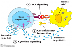 -TCR Signaling (SIGNAL 1)
-Costimulatory interaction (SIGNAL 2)
-Cytokine signaling (especially IL-2, THIS IS SIGNAL 3)