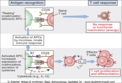 -SIGNAL 2!
-Interaction b/t CD28 on T cell and B7 on the APC.
-Necessary for T cell activation and IL-2 production!
-W/o costimulation, the T cell is in a state of "anergy," meaning it's inactive.