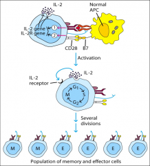 -INTERACTION WITH CYTOKINES
-Upregulation of cytokine receptors (IL-2R) and response to cytokines (IL-2) = Signal 3
-Signals nucleus to lead to differentiation of the T cell--CD4, CD8, or memory cell.