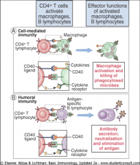 -The “quarterback” of the immune system.  
-Directs action by secreting cytokines that have dramatic effects on other immune cells.  
-Helper T cells are “cytokine factories”
-Express CD40 ligand, which binds CD40 on an APC.