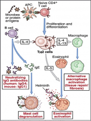 IL-4: causes B cells to produce IgG and/or IgE; also activates macrophages?
IL-5: Activates eosinophils, which fight parasites.
IL-13: Activates macrophages?