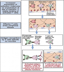 -It's an antigen independent process (T cell has already been activated).
 
-Activated cells use receptors to bind to ligands induced on endothelium by cytokines produced during infection.
 
-T cells that recognize antigens are retained in extravascul
