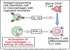 -An infected APC makes IL-12, which causes a CD4 cell to become a Th1 cell, which makes IFN-g, which activates more macrophages to kill microbes.