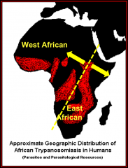 West-African type
East-African type
*distinguised by vectors--the type of flies involved

South American type (Shaggar's disease)