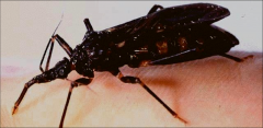 -painless bite
-called triatomine bugs
AKA reduviid bugs
assassin bugs
kissing bugs
conenose bugs