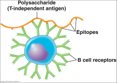 -Polysaccharides			
-Lipids	
-Small chemicals

-Because they have Multiple identical “repeats” or epitopes leads to CROSS-LINKING of BCRs, which intensifies the activation signal sent to the B cell nucleus.