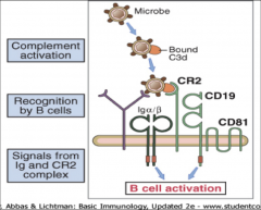 1) Microbes activate the complement system C3 -> C3b 
(C3d fragment)

C3d + CR2 receptor = second signal = B cell activation

2) LPS + Toll-Like Receptor = second signal = B cell activation