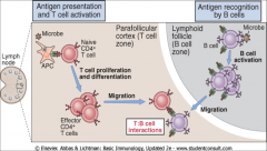 -APC presents antigen to naive T cell
-T cell proliferates/differentiaties/migrates
-B cell migrates/presents antigen to effector CD4 cell