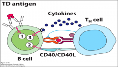 1) Antigen BCR engagement.
2) Co-stimulation; CD40L and CD40
3) Secretion of cytokines (like IL-2, 4, 5) from Th cells activates the B cell.