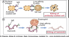 -AB-dependent Cellular Cytotoxicity
1) Killing by NK cells--IgG coats the cell
2) Killing by Eosinophils--IgE coate the parasite.