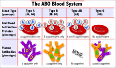 universal donor: O; rbcs express no antigen
universal recipient: AB; plasma expresses no Abs.