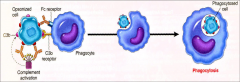 -IgG or IgM Ab deposited on cell surface.

--> Complement activation 
--> deposition of C3b on cell surface --> phagocytosis