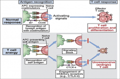 When APCs are presenting self-antigen to a T cell, the costimulatory response occurs via the CTLA-4 receptor on the T cell interacting with the CTLA-4L receptor on the APC. This is an INHIBITORY interaction.

The T can't respond; it becomes "anergic" to