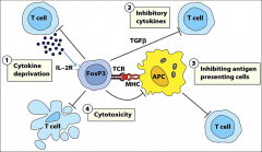 *Tregs have high expression of IL-2Rs
*More of low-affinity alpha chain of IL-2R
1) Denies other T cells IL-2, thus inhibiting their function against self-antigen.
2) They secrete inhibitory cytokines like TGF-ß.
3) Interfere with APC function (unknow
