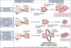 -T cells in the periphery can be triggered to die by apoptosis in response to recognition of self antigens.  This mechanism is called AICD.  
*Fas/FasL are key in this process.
*There's a lack of IL-2 in AICD.