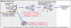 When immature B cells strongly interact with self antigens in the bone marrow, the B cells either change their receptor specificity (receptor editing) or die by clonal deletion (negative selection).