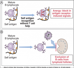 -B and T cells require cooperation in the lymph nodes to keep each other stimulated.  
-A mature B cell that recognizes a self antigen without T cell help is functionally inactivated (anergic).