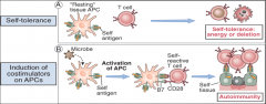 The inflammatory microenvironment induced by infection “breaks” peripheral tolerance and promotes activation of self-reactive lymphocytes.

-xs cytokines --> xs activation of APCs