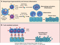 1. Delayed-Type Hypersensitivity (CD4-mediated)
	- prototypes: host response to tuberculosis; 	tuberculin reaction (ppd)
	- contact dermatitis (ex. poison ivy)

2. T Cell-Mediated Cytotoxicity (CD8-mediated)
	- Resistance to viral infections (e.g. vi