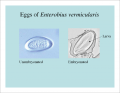 -unembryonated and embryonated forms. 
-flat on one side, round on the other.