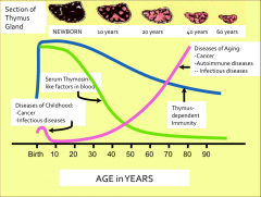 -The thymus involutes with age.

-Parenchyma is replaced by fat; medulla becomes fibrous
 
-Less thymic hormone