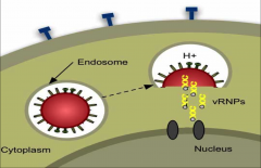-pH in endosome allows nucleic acid of virion to escape the endosome and head to the nucleus 
-remember this nuclear replication is a special trait of the flu among RNA viruses