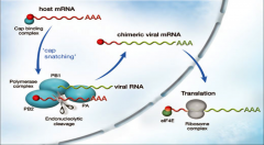-Flu virions snatch the cap of host mRNA.
-This ensures the virus begins replicating immediately; forms a chimeric viral mRNA.
-This is why the virion must replicate in the nucleus --> doesn't encode its own cap structure.
